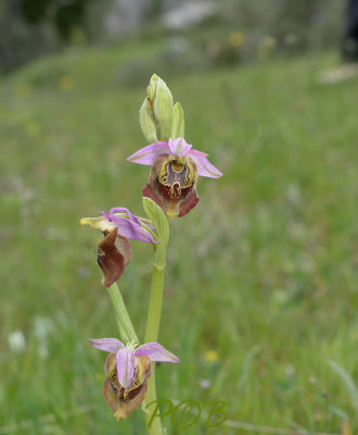 Ophrys apulica