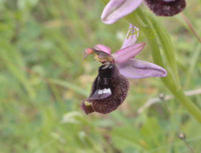 Ophrys bertolonii