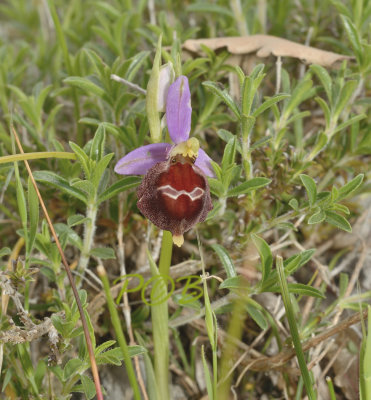 Ophrys cabronifera