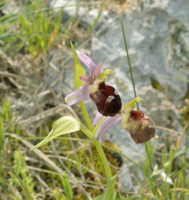 Ophrys cabronifera