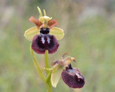 Ophrys passionis var. garganica