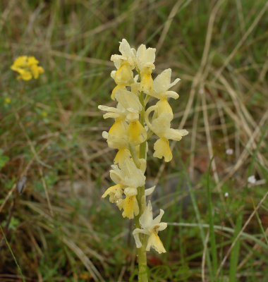 Orchis pauciflora