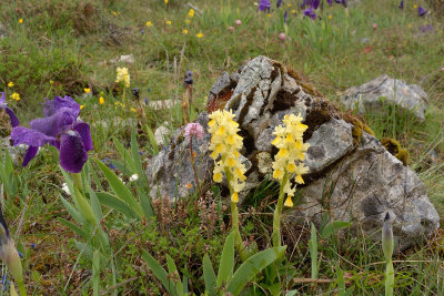 Orchis pauciflora, Iris pulia