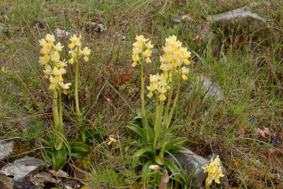 Orchis pauciflora