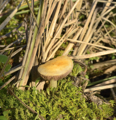 Helmstropharia,  Stropharia halophila  op helmgras in de zeeduinen