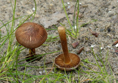 Zandpadvezelkop
