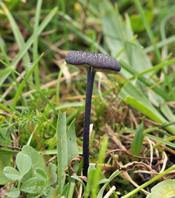 Zwarte satijnzwam, Entoloma aethiops