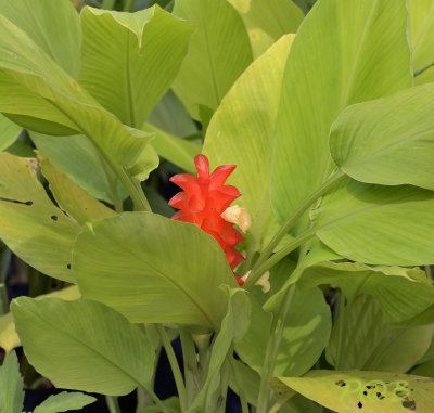 Curcuma