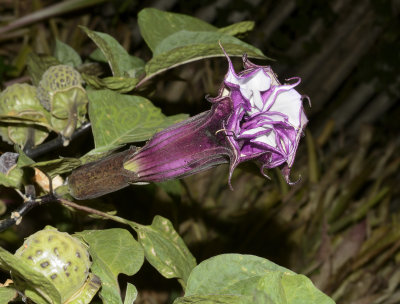 Datura spec.