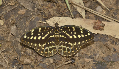 Common archduke, female