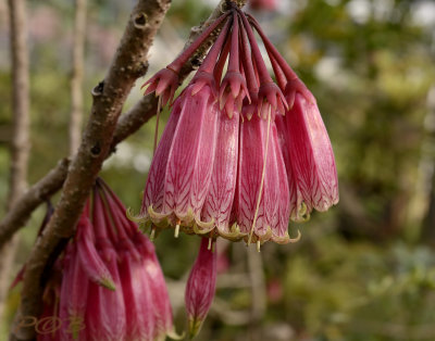 Agapetes variegata, Ericaceae