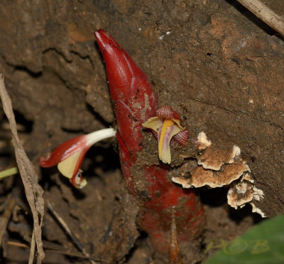 Wild ginger red