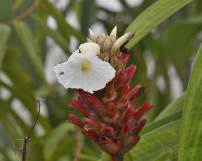 Wild laos