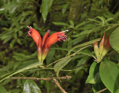 Parasiet op oude Rhododendron en eik