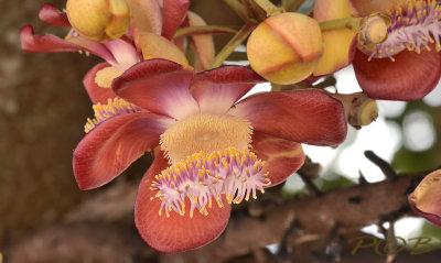Couroupita guianensis, flower 8 - 12 cm