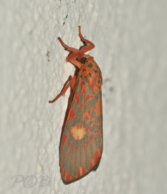 Moth