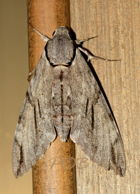 Moth 6 cm 