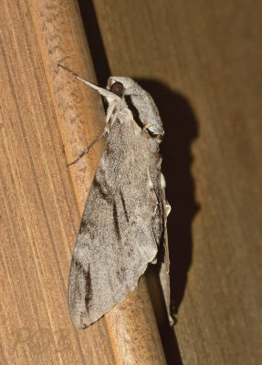 Moth 6 cm
