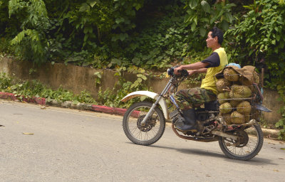 Durian farmer
