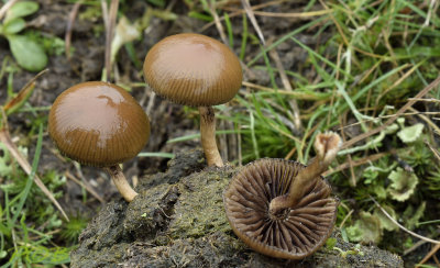 Meststropharia