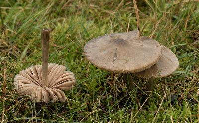 Geelbruine satijnzwam