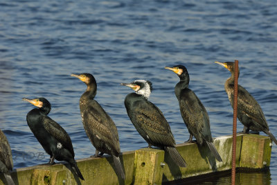 Aalscholvers - Cormorants