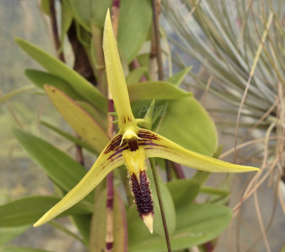 Bulophyllum salebrosum. 6 cm across