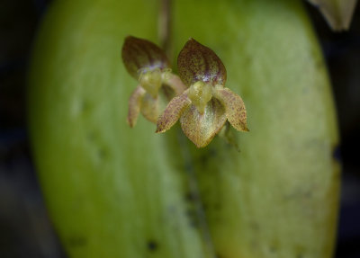 Pleurothallis  longipedicellata