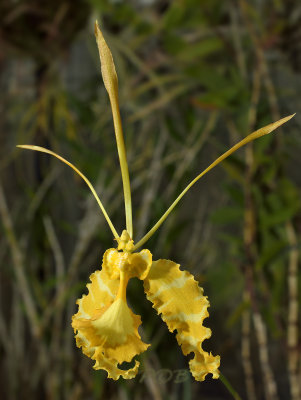 Psychopsis papilio, yellow form
