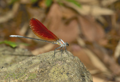 Mnias andersonii, male