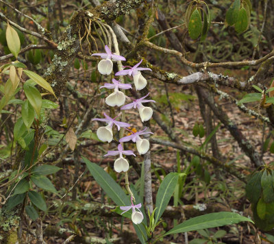 Dendrobium polyanthum habitat