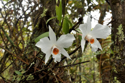 Dendrobium infundibulum als epiphyt