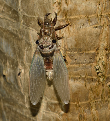 Cicade