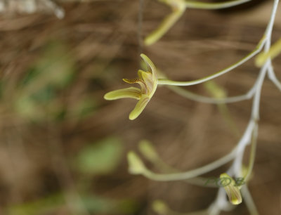 Bulbophyllum longipes