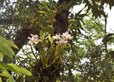 Dendrobium findlayanum, missing maroon spot