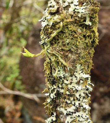 Taenophyllum glandulosum seedpods