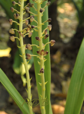 Terrestrial orchid, Eria sp.