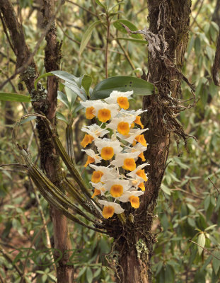 Dendrobium thyrsiflorum
