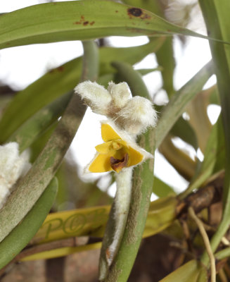 Eria pannea