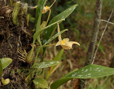 Bulbophyllum lobbii variety