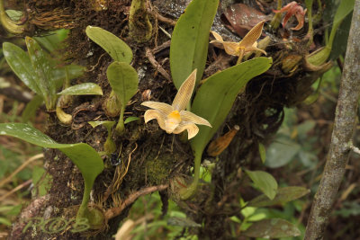 Bulbophyllum lobbii variety