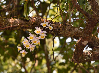 Dendrobium  gratiotissimum