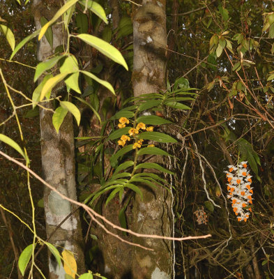Dense evergreen jungle,Dendrobium chrysanthum and D.  thyrsiflorum