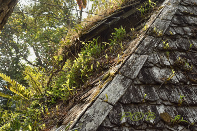 deserted house with orchids on the roof (Otochilus fuscus)
