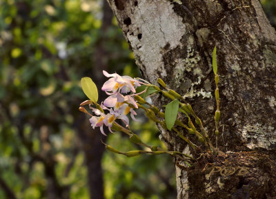 Dendrobium findlayanum habitat