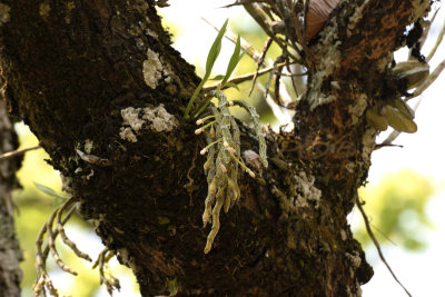 Dendrobium crepidatum, cleistogamic