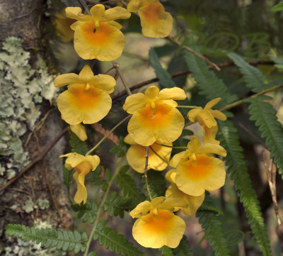 Dendrobium lindleyi close