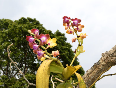 Phalaenopsis hygrochila var. marriottiana