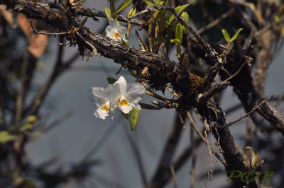 Dendrobium infundibulum