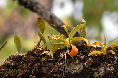 Phalaenopsis cornu-servi, 25 mtr.  of the ground